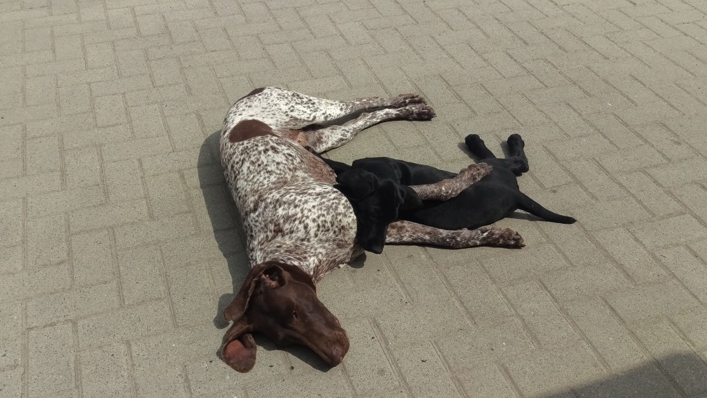 Merle - die Ziehmutter für Gauner