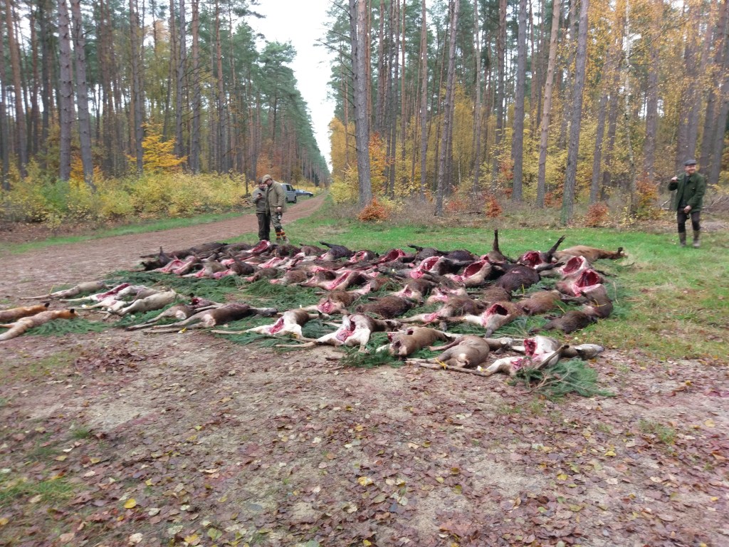 Die erste Jagd mit einer Meute in diesem Revier - eine reichhaltige Strecke