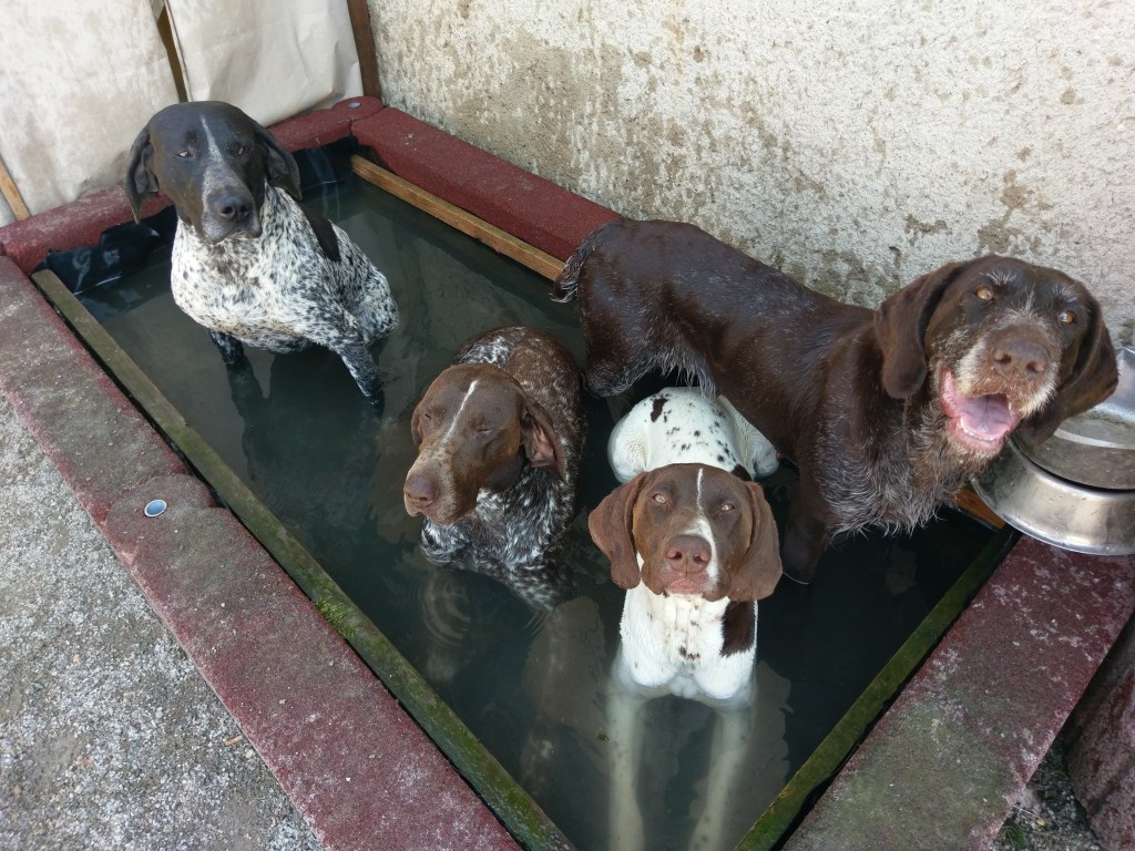 Abkühlung nach der Rückkehr von der Jagd