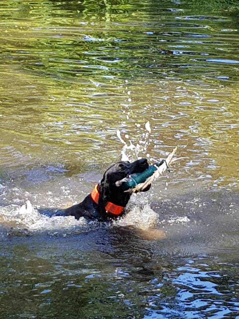 Gauner apportiert das Trainingsapportel